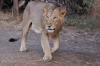 Young Majestic Lion walking - Gir Forest National Park